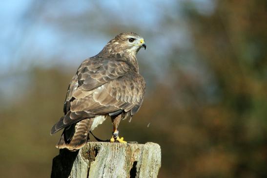 Mäusebussard - Falknerei - Wildpark Alte Fasanerie Klein Auheim 2015