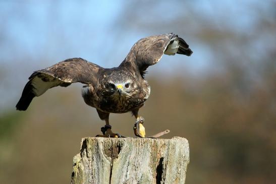 Mäusebussard - Falknerei - Wildpark Alte Fasanerie Klein Auheim 2015