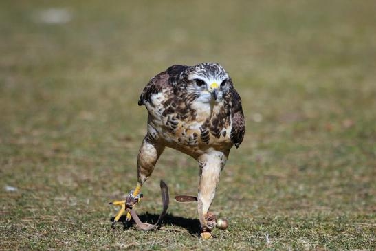 Mäusebussard - Falknerei - Wildpark Alte Fasanerie Klein Auheim 2015