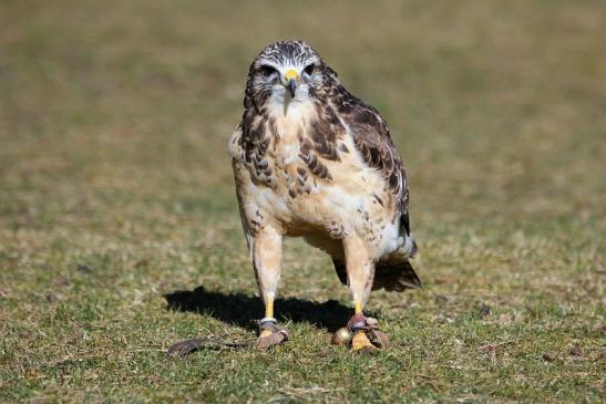 Mäusebussard - Falknerei - Wildpark Alte Fasanerie Klein Auheim 2015