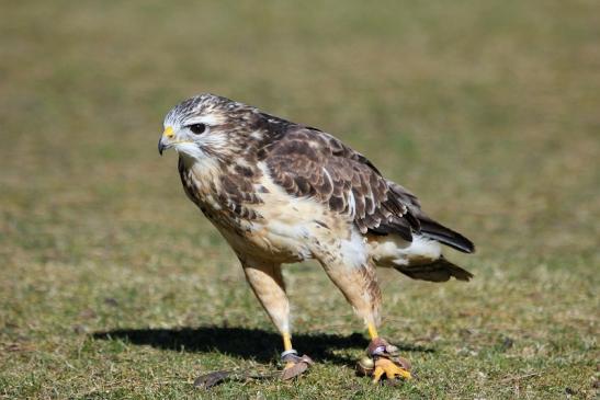 Mäusebussard - Falknerei - Wildpark Alte Fasanerie Klein Auheim 2015