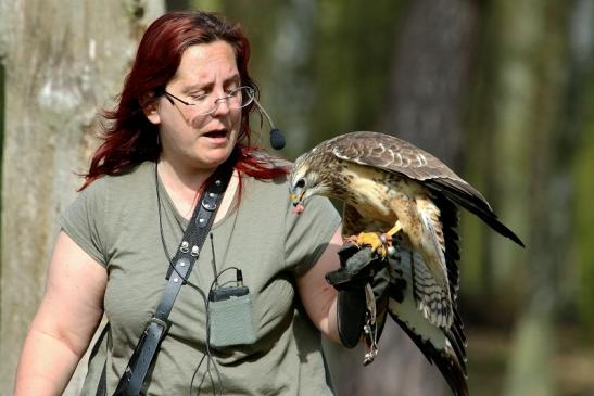 Mäusebussard - Falknerei - Wildpark Alte Fasanerie Klein Auheim 2017