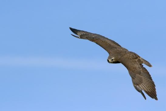 Mäusebussard - Falknerei - Wildpark Alte Fasanerie Klein Auheim 2017