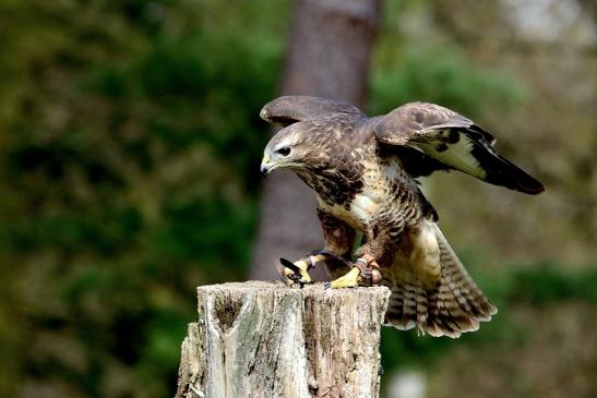 Mäusebussard - Falknerei - Wildpark Alte Fasanerie Klein Auheim 2017