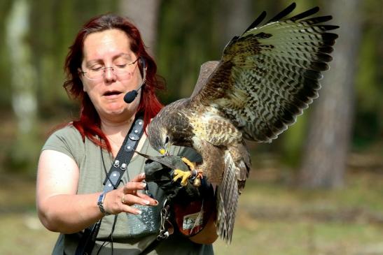 Mäusebussard - Falknerei - Wildpark Alte Fasanerie Klein Auheim 2017