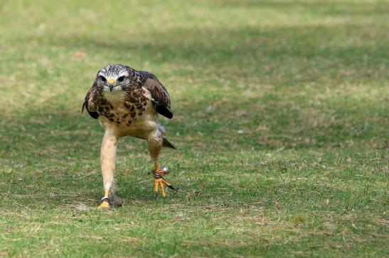 Mäusebussard - Falknerei - Wildpark Alte Fasanerie Klein Auheim 2017