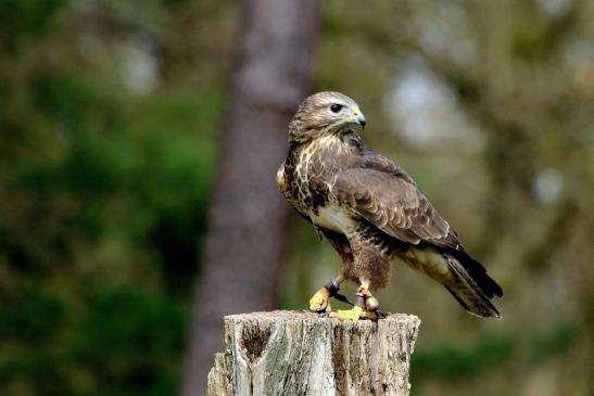 Mäusebussard - Falknerei - Wildpark Alte Fasanerie Klein Auheim 2017