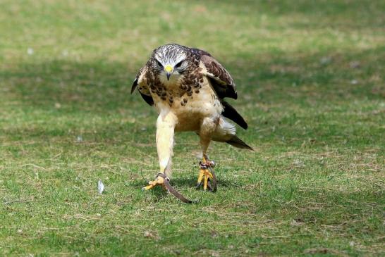 Mäusebussard - Falknerei - Wildpark Alte Fasanerie Klein Auheim 2017