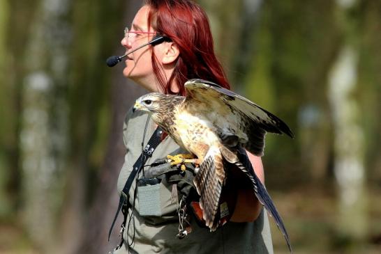 Mäusebussard - Falknerei - Wildpark Alte Fasanerie Klein Auheim 2017