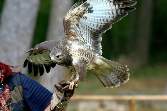 Mäusebussard - Falknerei - Wildpark Alte Fasanerie Klein Auheim 2017