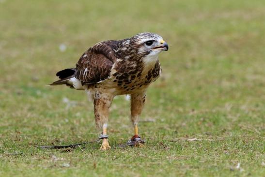 Mäusebussard - Falknerei - Wildpark Alte Fasanerie Klein Auheim 2017