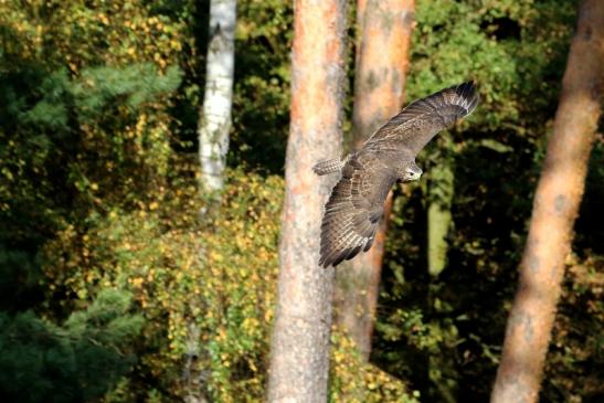 Mäusebussard - Falknerei - Wildpark Alte Fasanerie Klein Auheim 2017