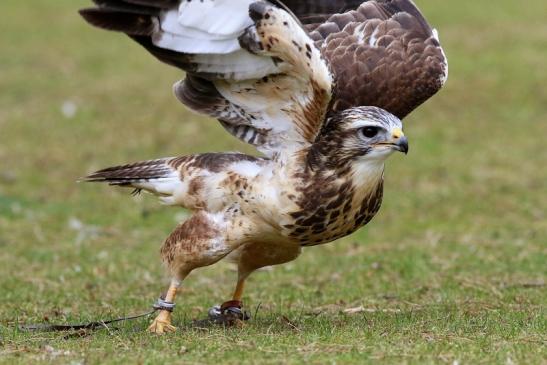 Mäusebussard - Falknerei - Wildpark Alte Fasanerie Klein Auheim 2017