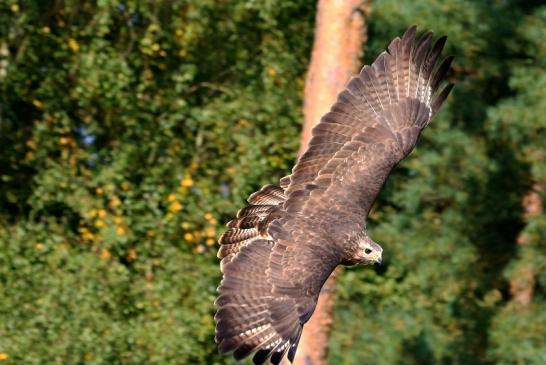 Mäusebussard - Falknerei - Wildpark Alte Fasanerie Klein Auheim 2017