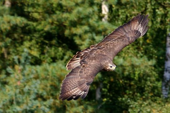 Mäusebussard - Falknerei - Wildpark Alte Fasanerie Klein Auheim 2017