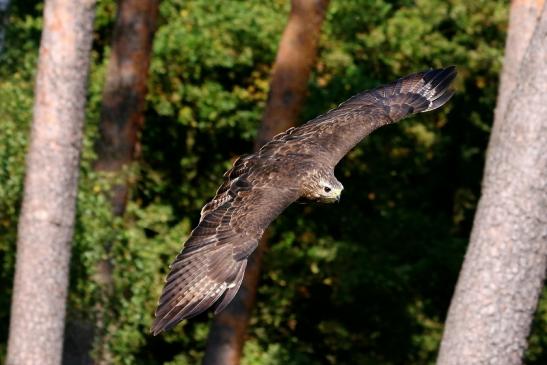 Mäusebussard - Falknerei - Wildpark Alte Fasanerie Klein Auheim 2017