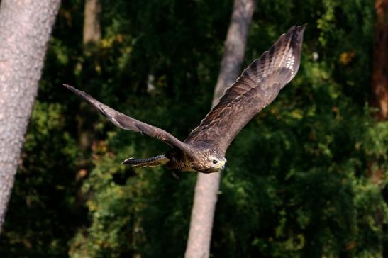 Mäusebussard - Falknerei - Wildpark Alte Fasanerie Klein Auheim 2017