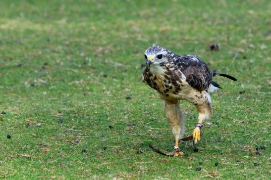 Mäusebussard - Falknerei - Wildpark Alte Fasanerie Klein Auheim 2017