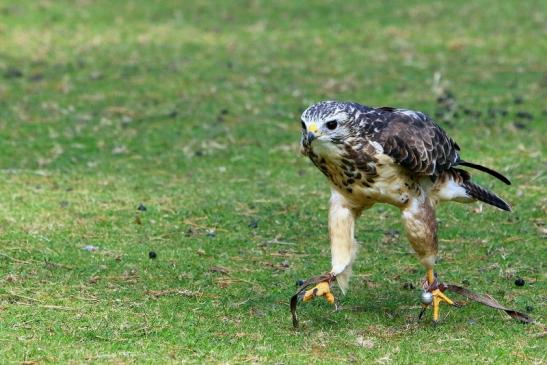 Mäusebussard - Falknerei - Wildpark Alte Fasanerie Klein Auheim 2017