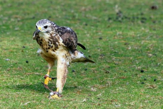 Mäusebussard - Falknerei - Wildpark Alte Fasanerie Klein Auheim 2017