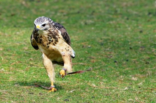 Mäusebussard - Falknerei - Wildpark Alte Fasanerie Klein Auheim 2017