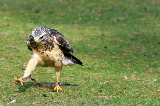 Mäusebussard - Falknerei - Wildpark Alte Fasanerie Klein Auheim 2017