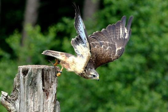 Mäusebussard - Falknerei - Wildpark Alte Fasanerie Klein Auheim 2017