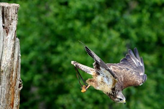 Mäusebussard - Falknerei - Wildpark Alte Fasanerie Klein Auheim 2017