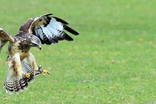 Mäusebussard - Falknerei - Wildpark Alte Fasanerie Klein Auheim 2017