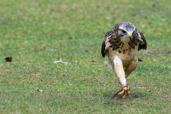 Mäusebussard - Falknerei - Wildpark Alte Fasanerie Klein Auheim 2017