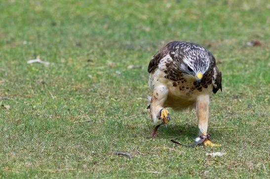 Mäusebussard - Falknerei - Wildpark Alte Fasanerie Klein Auheim 2017