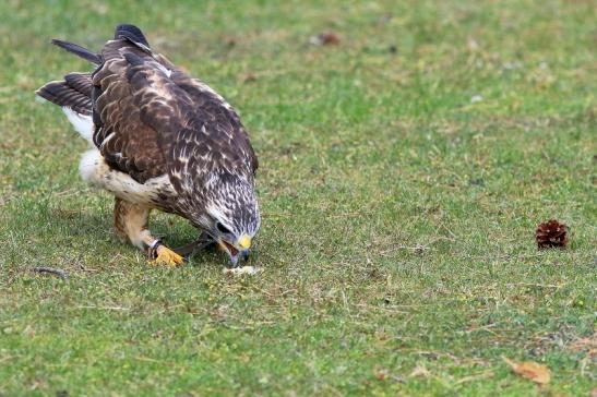 Mäusebussard - Falknerei - Wildpark Alte Fasanerie Klein Auheim 2017