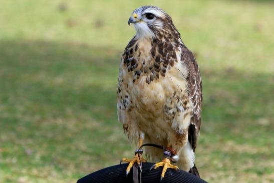 Mäusebussard - Falknerei - Wildpark Alte Fasanerie Klein Auheim 2017