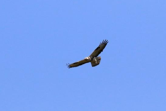 Mäusebussard über dem Opel Zoo Kronberg 2019