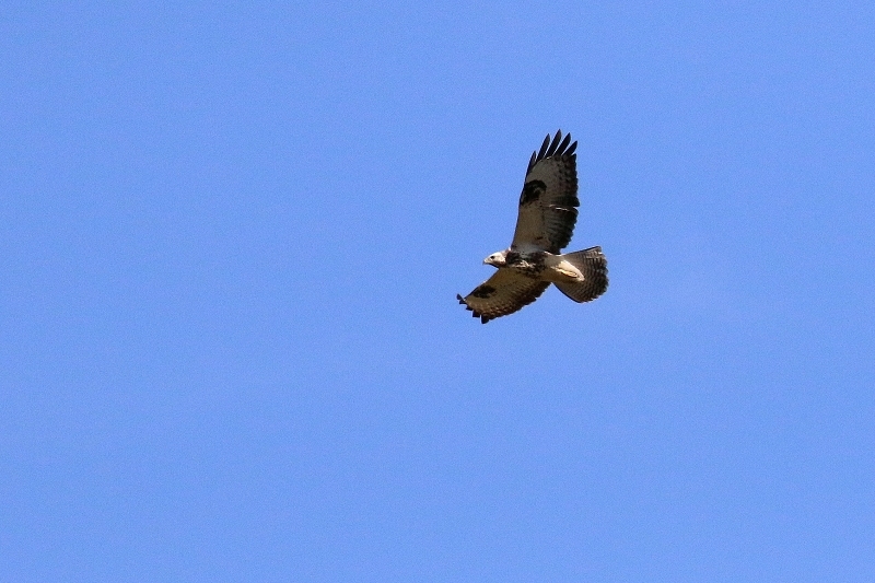 Mäusebussard über dem Opel Zoo Kronberg 2019