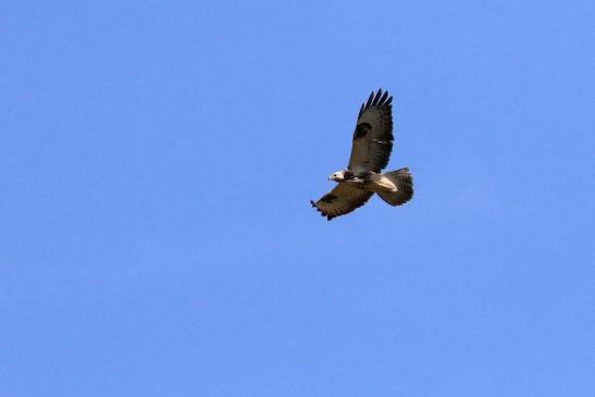 Mäusebussard über dem Opel Zoo Kronberg 2019