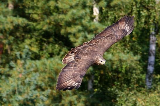 Foto des Monats Juli 2021 Mäusebussard Gelände des Wildpark Alte Fasanerie Klein Auheim