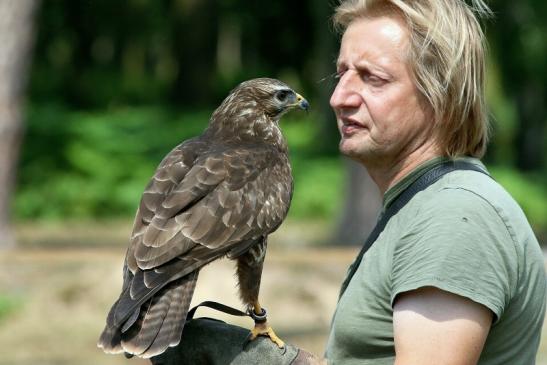 Mäusebussard - Falknerei - Wildpark Alte Fasanerie Klein Auheim 2018