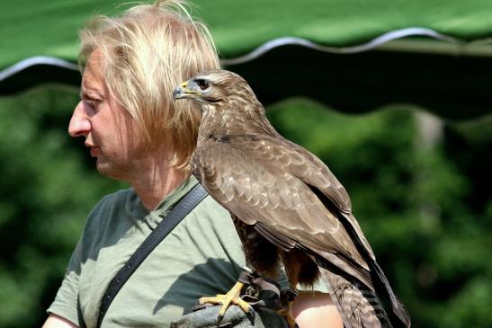 Mäusebussard - Falknerei - Wildpark Alte Fasanerie Klein Auheim 2018