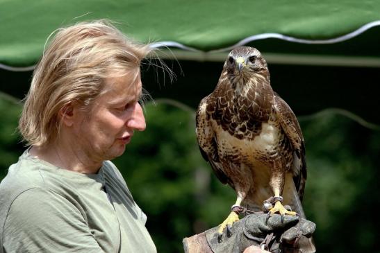 Mäusebussard - Falknerei - Wildpark Alte Fasanerie Klein Auheim 2018