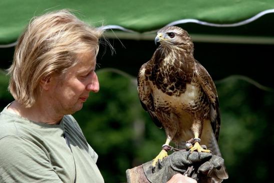 Mäusebussard - Falknerei - Wildpark Alte Fasanerie Klein Auheim 2018