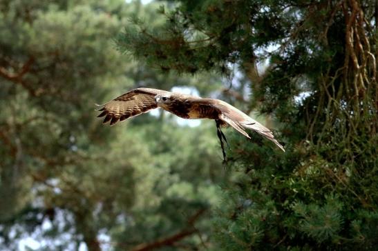 Mäusebussard - Falknerei - Wildpark Alte Fasanerie Klein Auheim 2018