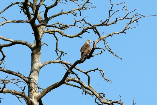 Schwarzmilan Wildpark Alte Fasanerie Klein Auheim 2019