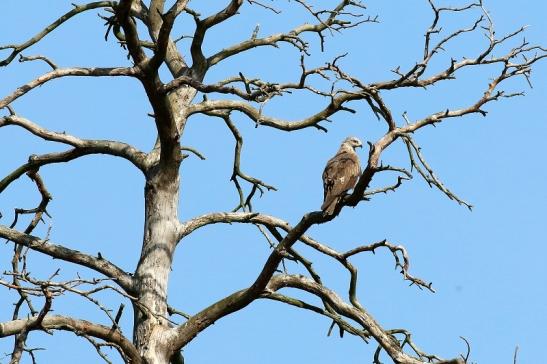 Schwarzmilan Wildpark Alte Fasanerie Klein Auheim 2019