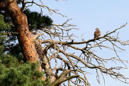 Schwarzmilan Milan Wildpark Alte Fasanerie Klein Auheim 2019