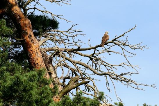 Schwarzmilan Wildpark Alte Fasanerie Klein Auheim 2019