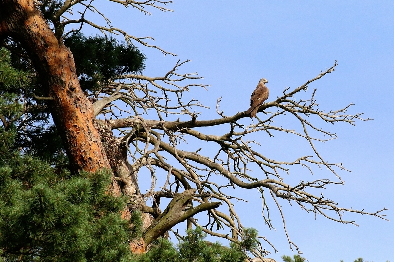 Schwarzmilan Wildpark Alte Fasanerie Klein Auheim 2019