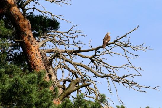 Schwarzmilan Wildpark Alte Fasanerie Klein Auheim 2019