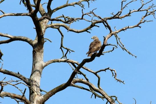 Schwarzmilan Wildpark Alte Fasanerie Klein Auheim 2019