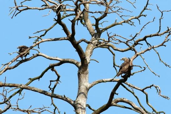 Schwarzmilan Wildpark Alte Fasanerie Klein Auheim 2019